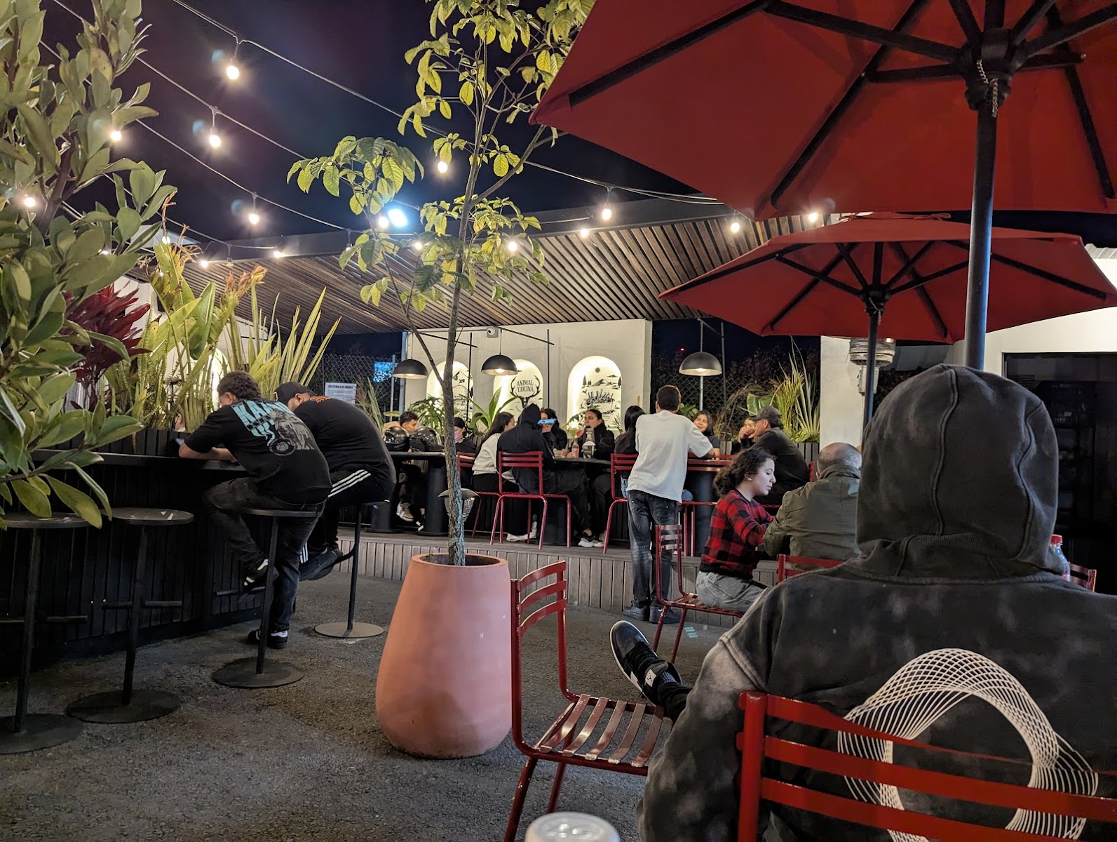 Animal Cocina palmas
