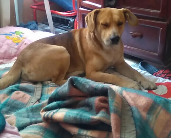 Comida Rápida Los Perros de Diego