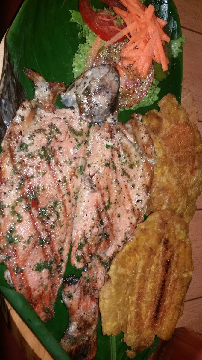 Laurel mexicano