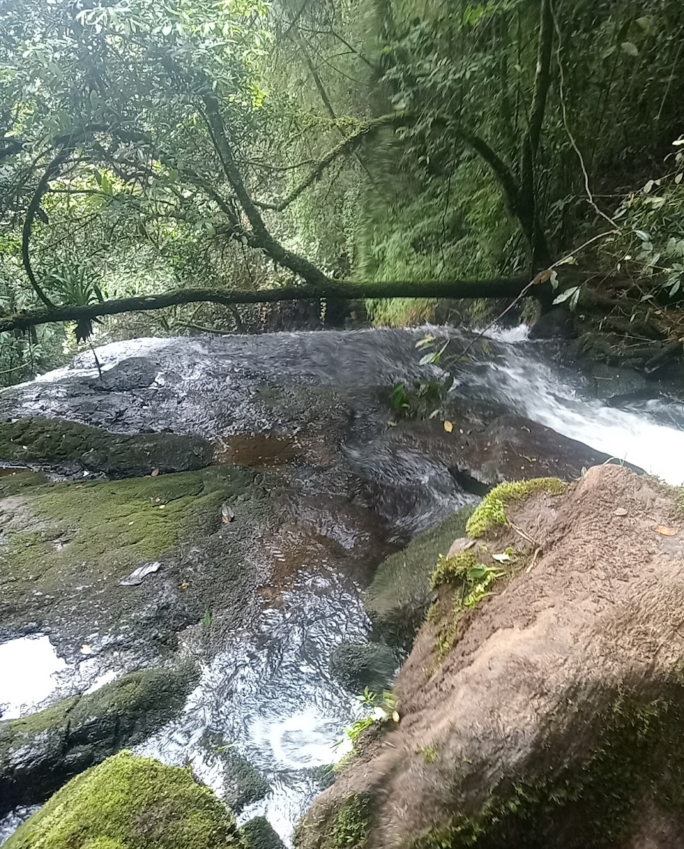 La Daniela