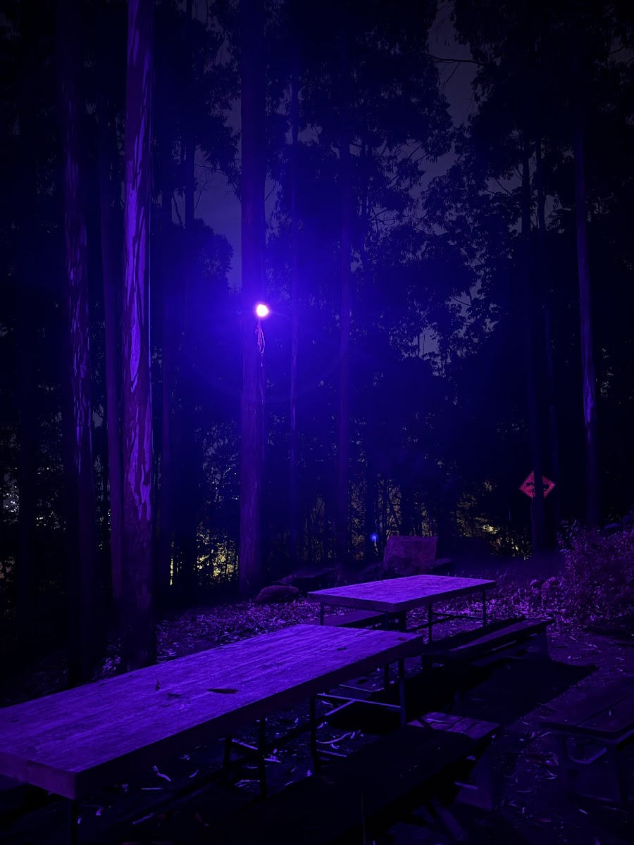 El Bosque era Rosado