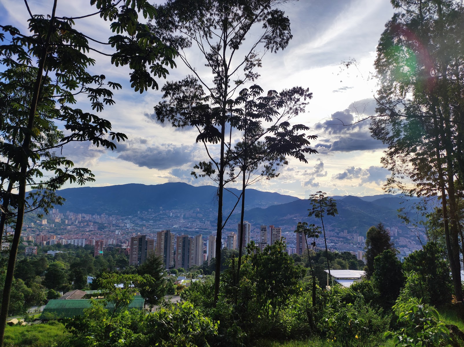 El Bosque era Rosado