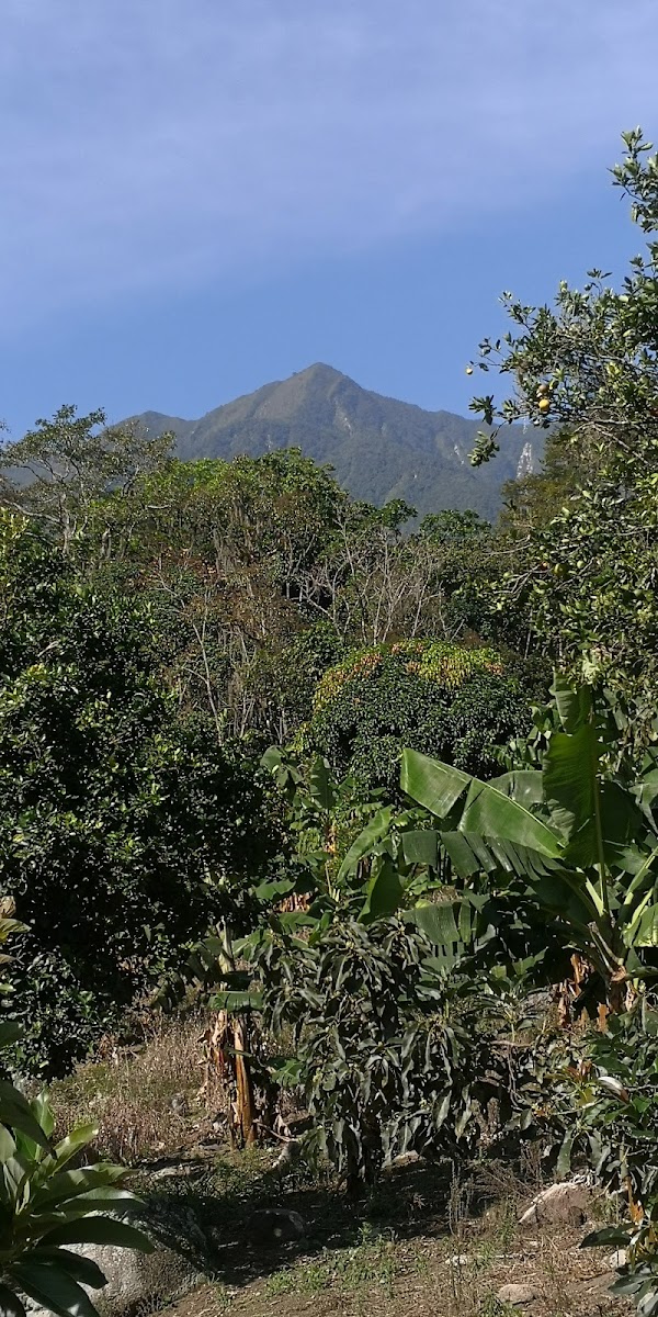 Café pico diamante
