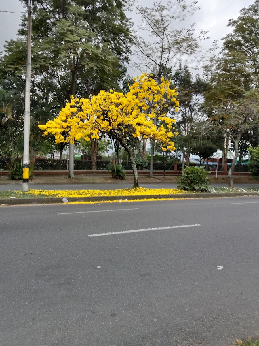 Mi buñuelo