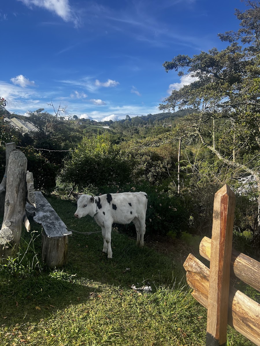 Finca Silletera El Chagualo