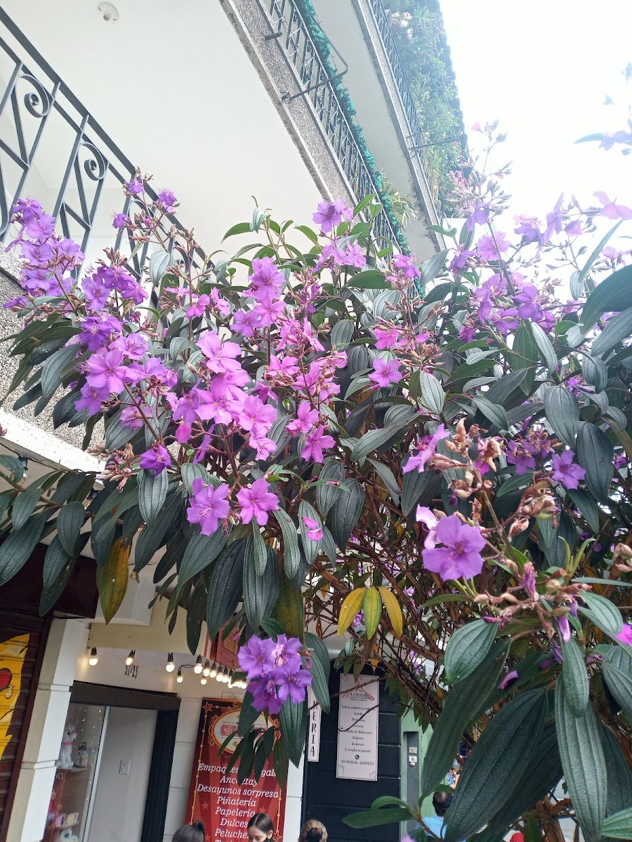 Plikitas