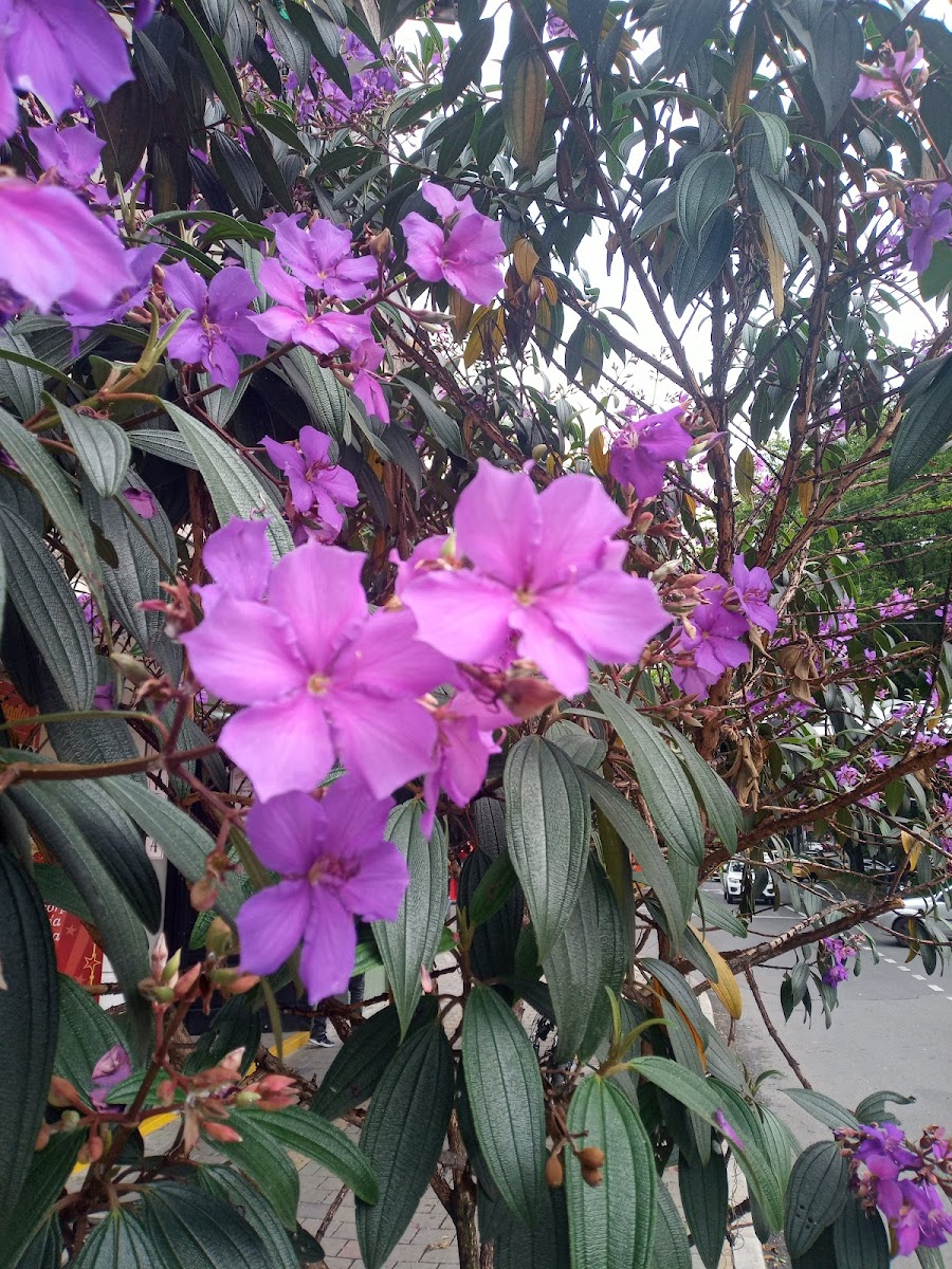 Plikitas