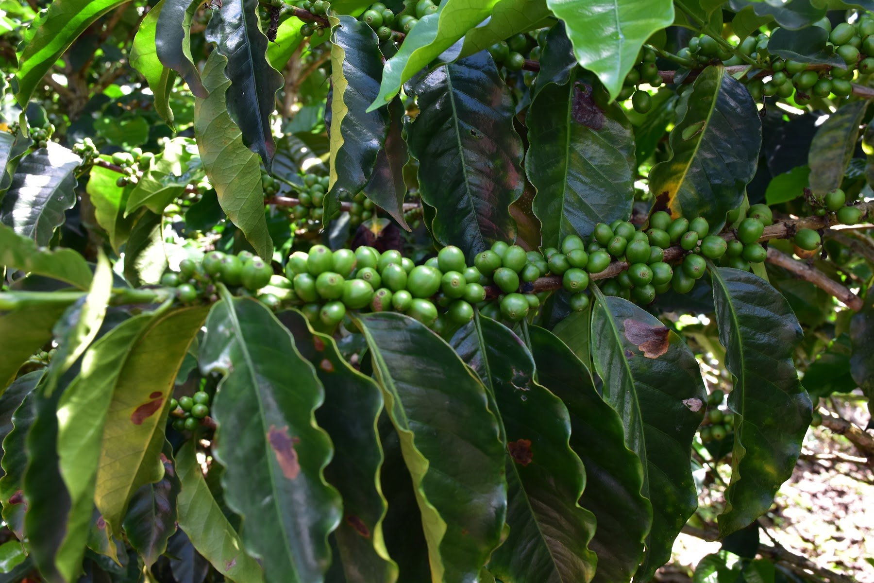 Café Rustico - Finca BuenaVista