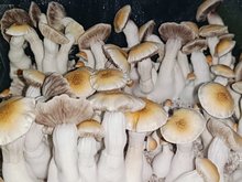 Casa Miss Fungi