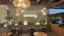 Cattleya café Laureles