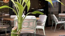 Cattleya Café