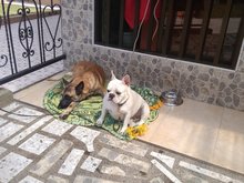 Comidas Rápidas Sabor Caleño