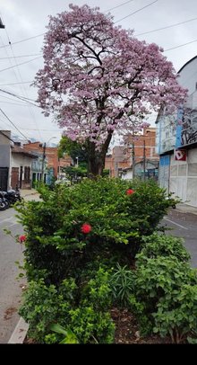 La recocha
