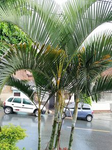 La sazon y el sabor de mi casa