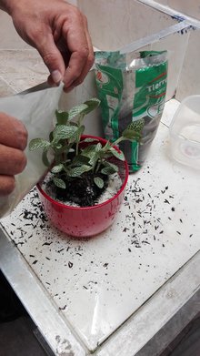 SOLOPIDA
